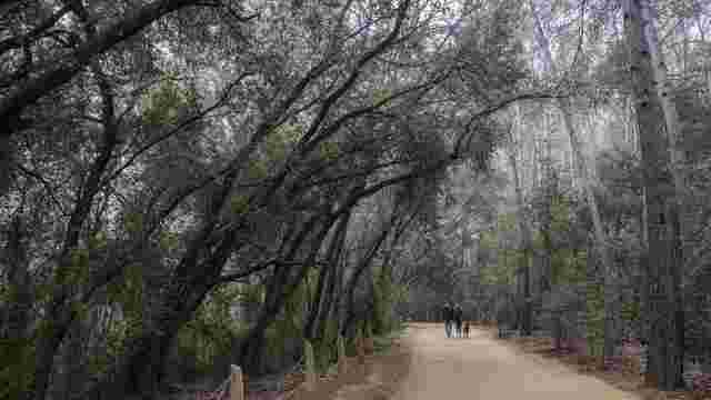 Bosque de Volpelleres