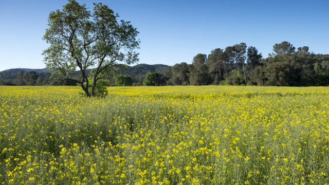 Naturaleza